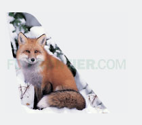 Frontier Fox